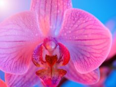 Na velikosti (ne)záleží? Objevte s námi nejzajímavější fakta o ženské bráně slasti