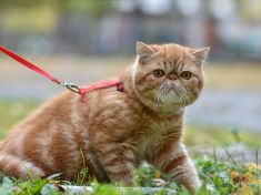 Pouštět nebo nepouštět kočku ven? Chovejte se k nim jako k dětem