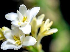 Růže jsou červené, fialky modré, bílé květy voní jako výkaly. A magicky nás přitahují