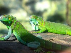 Mayský astrolog: V období Ještěrky vnímejte své smysly a naslouchejte mocné řeči přírody