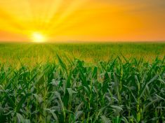 Období Kukuřice a Rákosu vám může přinést nečekané bohatství, říká astrolog