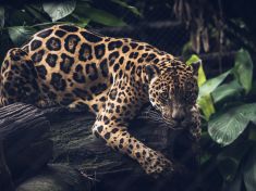 Mayský astrolog radí: V období Jaguára zesilte smysly a sledujte, co druhým uniká