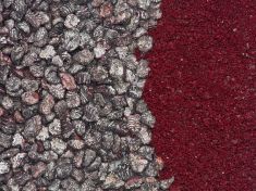 Brrrr, brouka ne! Některé ale jíme, aniž bychom o tom vůbec věděli