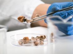 Extáze nebo houbičky? V Austrálii je teď dostanete na předpis 