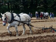 Když se z vás stane tažná kobyla aneb jak se vypřáhnout a najít radost ze života