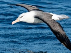 Seznamte se: Cyberpunk albatros, lovec erupcí a explozí