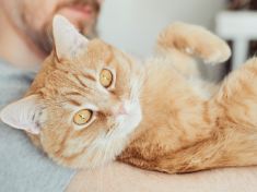 Chlupatá koule a duševní zdraví: Zvíře vám pomůže nezbláznit se