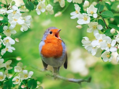 Kalendárium: Mezinárodní Den ptačího zpěvu za rozbřesku. Live od 1.30 SEČ