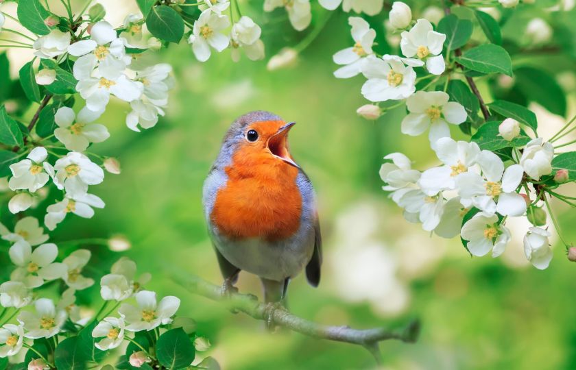 Kalendárium: Mezinárodní Den ptačího zpěvu za rozbřesku. Live od 1.30 SEČ