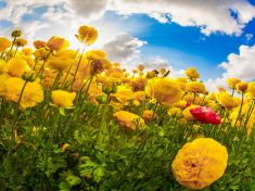 V období Slunce a Květiny dopřejte tělu radost a potěšení. Můžete zažívat zázraky, říká astrolog