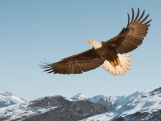 V období Orla tvořte svou nejlepší možnou budoucnost. Vnitřní dítě vám pomůže na cestě k ní