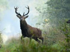 Mayský astrolog: V období Jelena můžete objevit svou pravou životní cestu. Naslouchejte