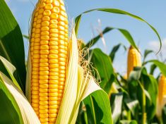 Mayský astrolog: Období Kukuřice prověří vaši schopnost nastavit hranice. Jděte za svou vášní