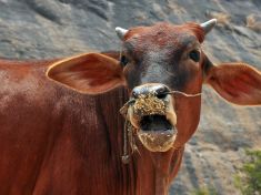 Holy cow! Sociální sítě ohýbají tradici hinduismu