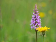 Vysoká citlivost může potrápit, ale také z vás udělat lepší rodiče. Jste orchidej nebo pampeliška?