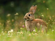 V období Králíka oslavujte úspěchy a objevujte nové horizonty, radí astrolog 