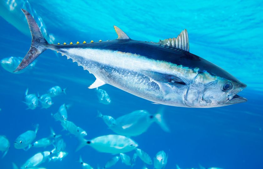 Kalendárium: Světový den tuňáka