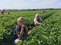 Samosběr jahod: 4 důvody, proč si zajet natrhat ty svoje. A jeden výchovný navíc