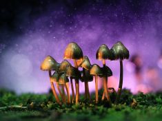 Vyhánění čerta ďáblem? Na alkoholismus možná zabírá psilocybin