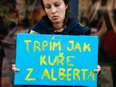 Kuřata dál trpí, ale už to nesmíte říkat. Proč se Albert v Česku soudí, když na Západě o zvířata pečuje?