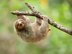 Lenost není chyba. Jen varovný signál, že něco nefunguje 