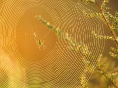 Cobwebbing je vztahová past. Maří šance na novou lásku