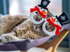 Kočky na antidepresivech a psi s ADHD. Duševní poruchy u zvířat skutečně existují