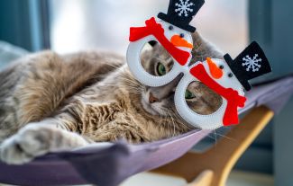 Kočky na antidepresivech a psi s ADHD. Duševní poruchy u zvířat skutečně existují