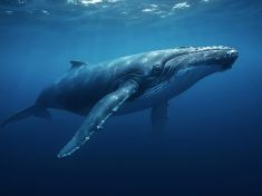 Velryby, sloni a rypoši: Tři evoluční geniové, kteří porazili rakovinu