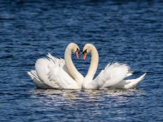 Láska na celý život? Evoluce mluví jasně, monogamie není přirozená