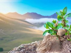 Oblíbená bylina Jennifer Aniston. Užívání zázračné ašvagandy není bez rizik