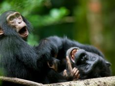 Šimpanzi milují alkohol, denně "vypijou" jednu dvanáctku