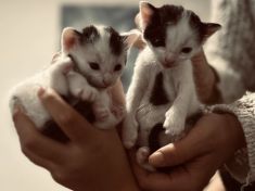 Rozkousané svítící řetězy, nebezpečné cukroví, otrava salámem. Jak zajistit mazlíčkům šťastné a bezpečné Vánoce