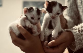 Rozkousané svítící řetězy, nebezpečné cukroví, otrava salámem. Jak zajistit mazlíčkům šťastné a bezpečné Vánoce