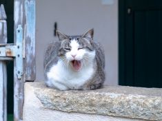 Mazlíčci ve střídavé péči. Proč se soudíme o kočky, a ne o prasata?  