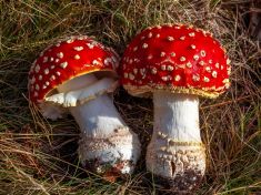 Zkoušíte suchý leden s muchomůrkou? Trend, který vám místo detoxu naservíruje olovo