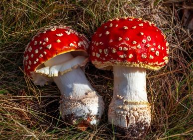 Zkoušíte suchý leden s muchomůrkou? Trend, který vám místo detoxu naservíruje olovo