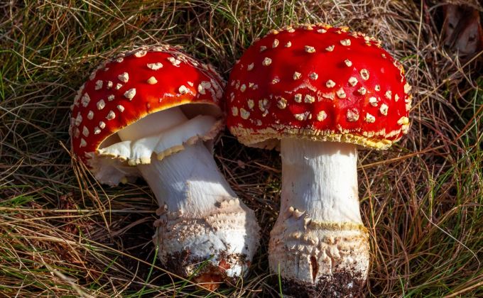 Zkoušíte suchý leden s muchomůrkou? Trend, který vám místo detoxu naservíruje olovo