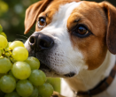 Stačí jen pár kuliček. Oblíbené ovoce může vašeho psího parťáka zabít