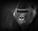 Mezi gorilou a mýtem: Proč evoluce nadělila lidem největší výbavu a muži si z toho udělali největší mindrák?