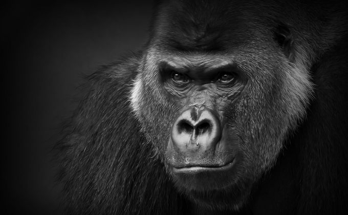 Mezi gorilou a mýtem: Proč evoluce nadělila lidem největší výbavu a muži si z toho udělali největší mindrák?