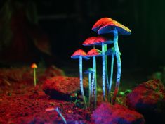 V Česku začíná revoluce v psychiatrii. Psychedelika vrací barvy do života