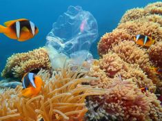 Plast konečně narazil na predátora. Tato mořská houba ho dokáže rozložit