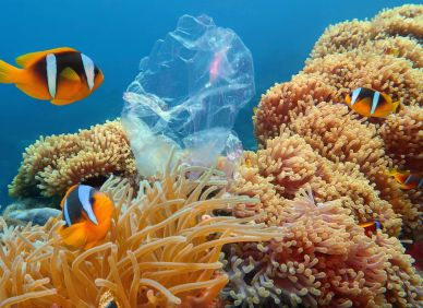 Plast konečně narazil na predátora. Tato mořská houba ho dokáže rozložit