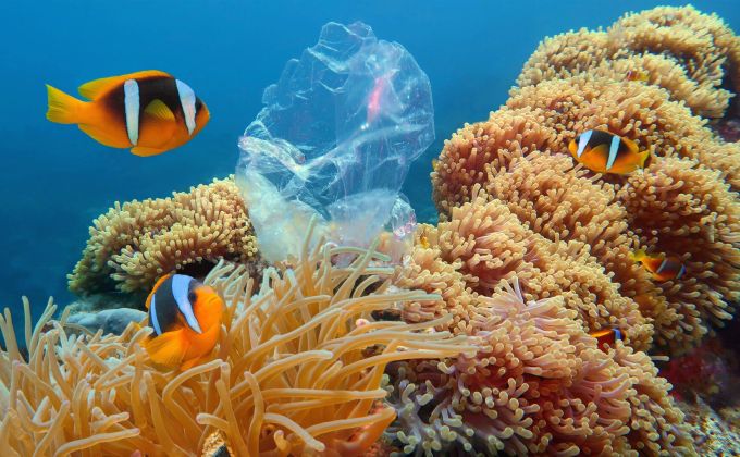 Plast konečně narazil na predátora. Tato mořská houba ho dokáže rozložit