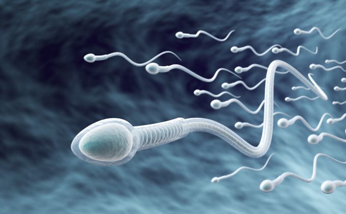 Kam mizí spermie, když muž týdny nebo měsíce neejakuluje ? Tělo je úspěšně recykluje