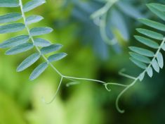 Rostliny mají paměť, počítají a volají o pomoc. Jen to dělají po svém, říká molekulární bioložka