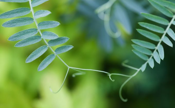 Rostliny mají paměť, počítají a volají o pomoc. Jen to dělají po svém, říká molekulární bioložka