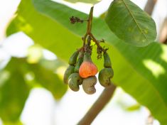 Oříšek, který pálí: Temná strana oblíbené pochoutky k televizi, o které možná nevíte