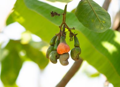 Oříšek, který pálí: Temná strana oblíbené pochoutky k televizi, o které možná nevíte